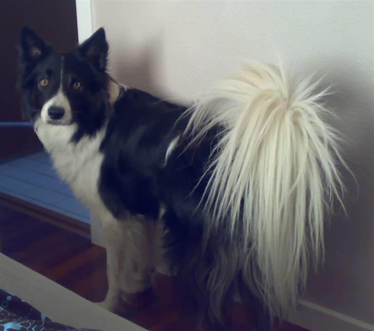 Border collie Tjamp - Tjamp i fuld figur med halen højt hævet. Her er han 1½ år. billede 5