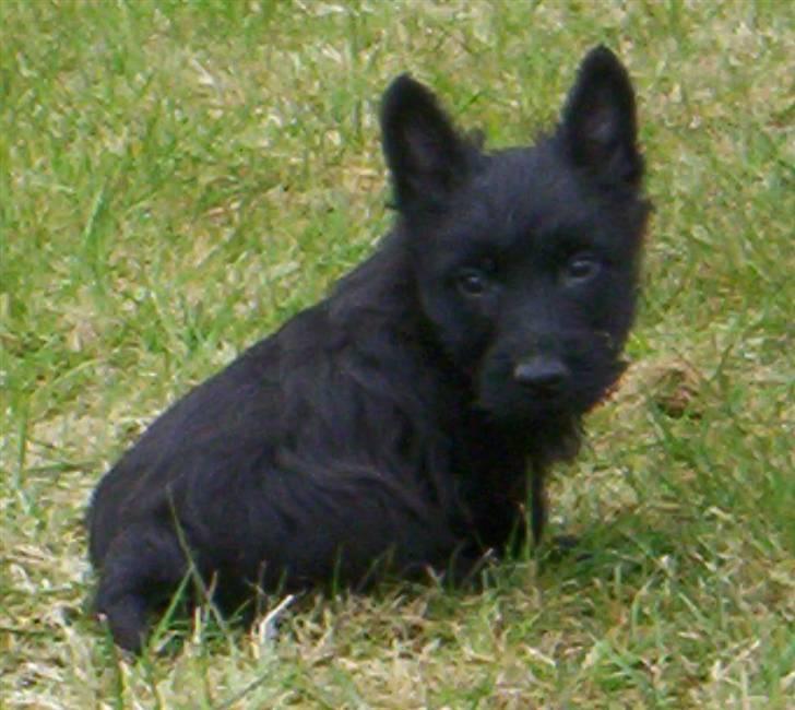 Skotsk terrier clarissa billede 1