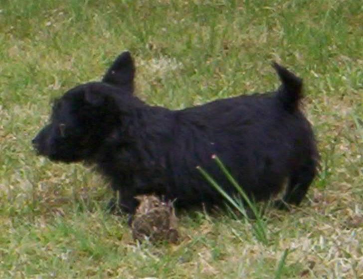 Skotsk terrier clarissa billede 2