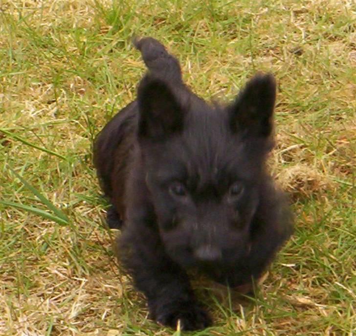 Skotsk terrier clarissa billede 3