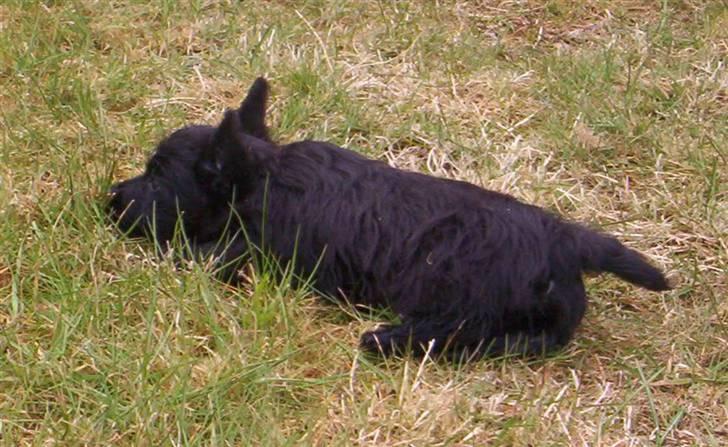 Skotsk terrier clarissa billede 4