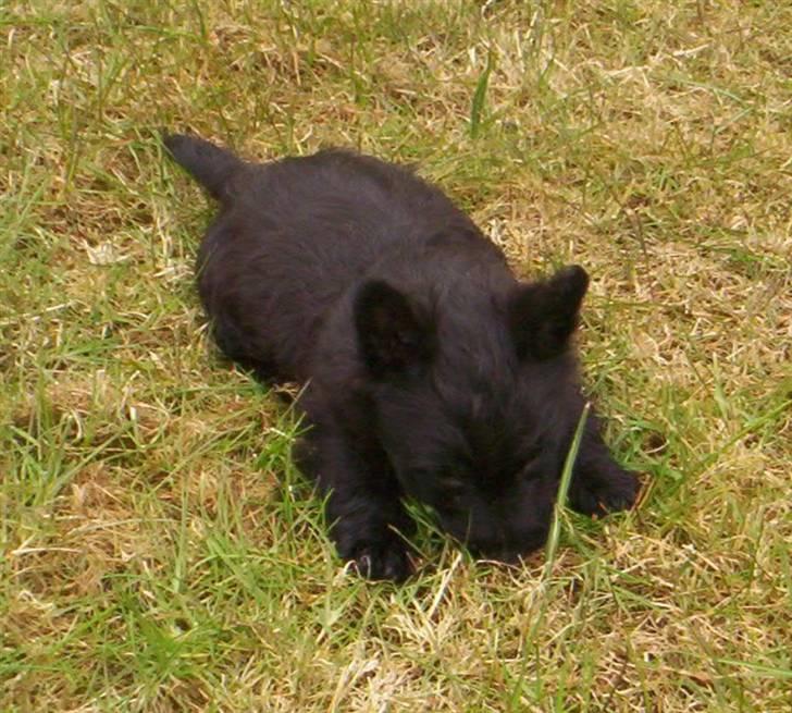 Skotsk terrier clarissa billede 5