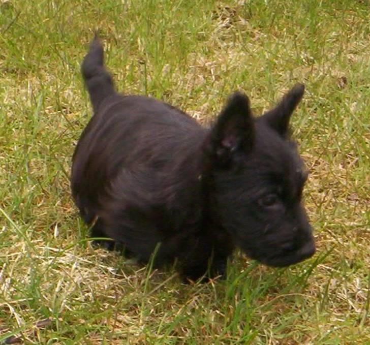 Skotsk terrier clarissa billede 6