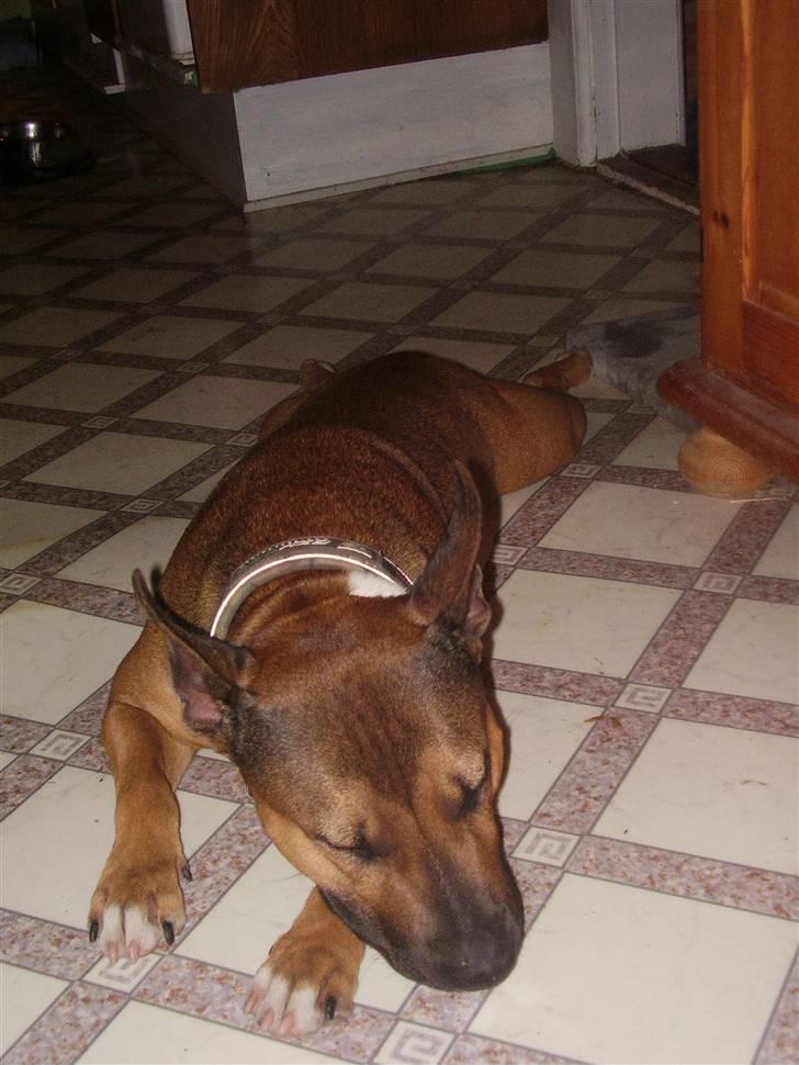 Blanding af racer ally (hos min veninde) *R.I.P* - får mig lige en morfar  billede 18