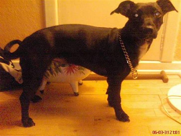 Blanding af racer Silke *Bor hos min venind billede 20