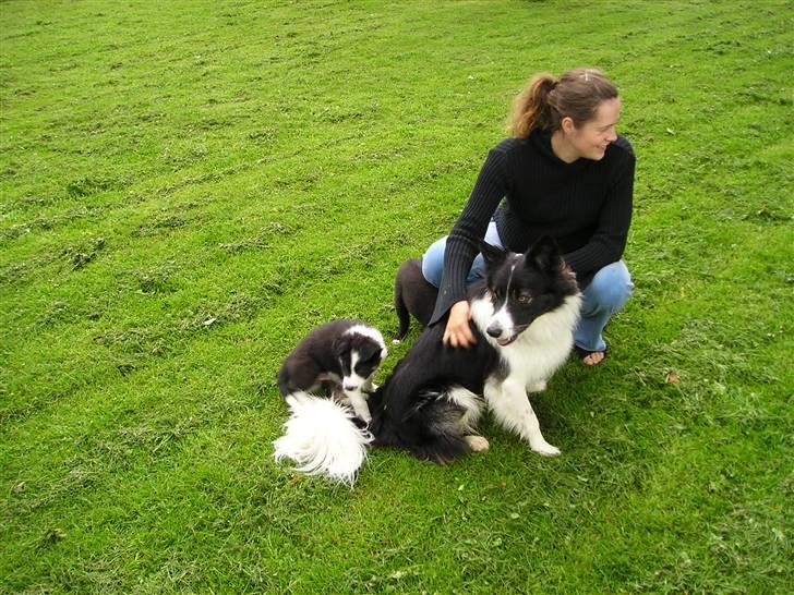 Border collie Tjamp - Tjamp på besøg hos Miss Lucy og hvalpene. billede 6
