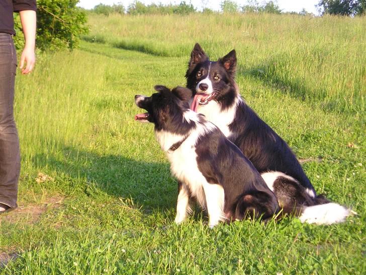 Border collie Tjamp - Tjamp og Lucy juni 2007 billede 7
