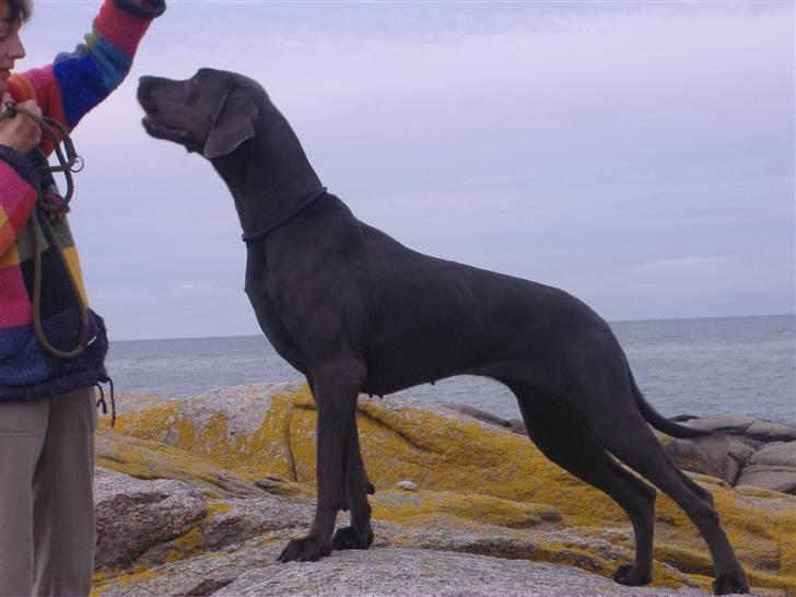 Cairn terrier Kennel Heros Knoch out - Blue temptation´s Faith på Bornholm billede 8