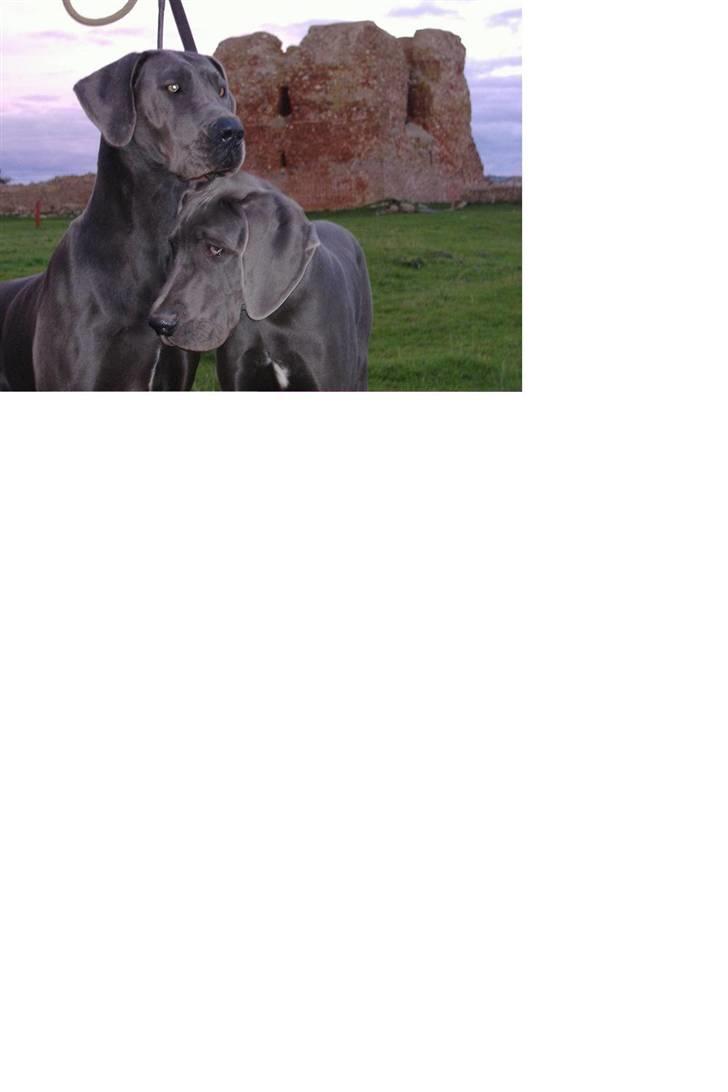 Cairn terrier Kennel Heros Knoch out - Naja og Hilbert billede 9