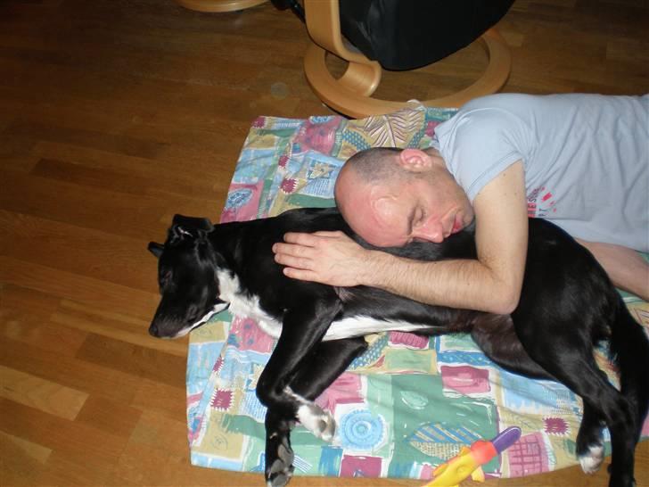 Blanding af racer futte billede 1