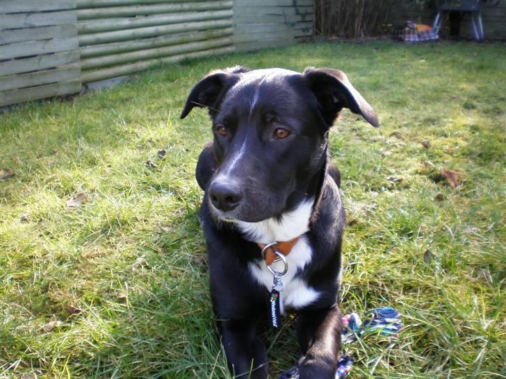 Blanding af racer futte billede 3