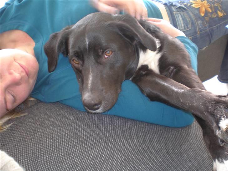 Blanding af racer futte billede 4