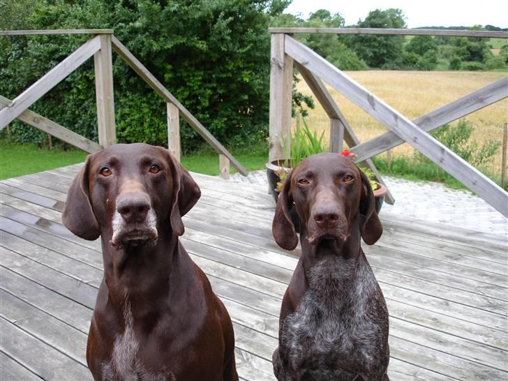 Korthåret hønsehund Bølle & Tyson - Mine to juveler. billede 1