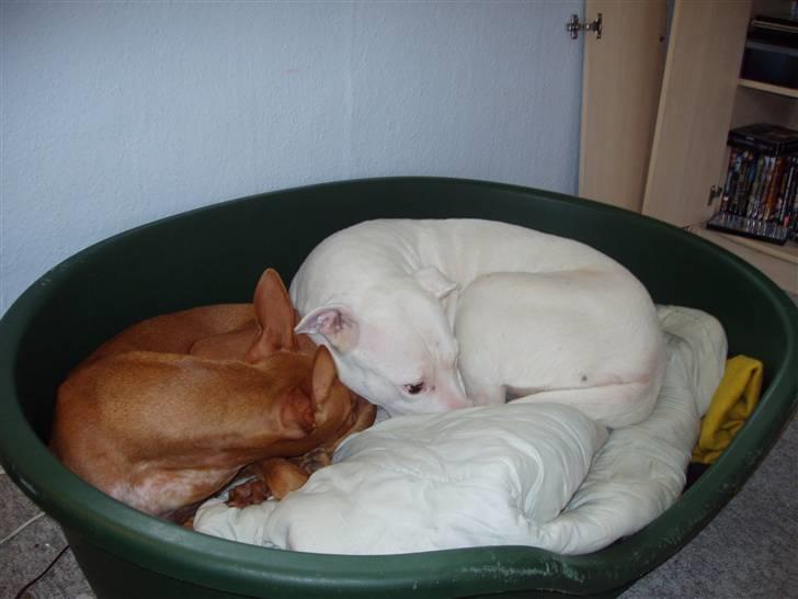 Pharaohound beate - vi hyger billede 11