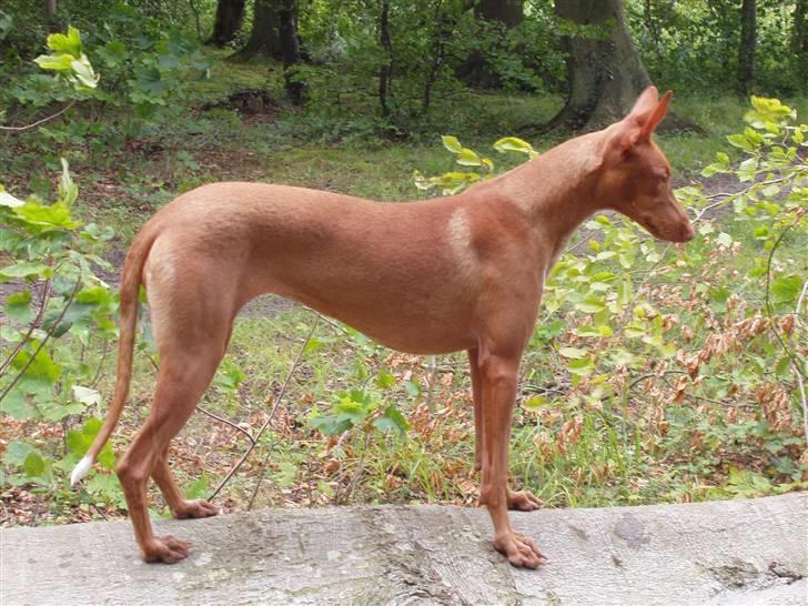 Pharaohound beate - er jeg ikke smuk billede 12