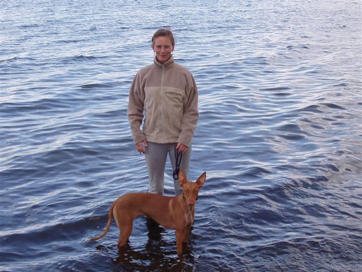 Pharaohound beate - min mor syndes jeg skal gå i vandet, så må hun jo gå med billede 13