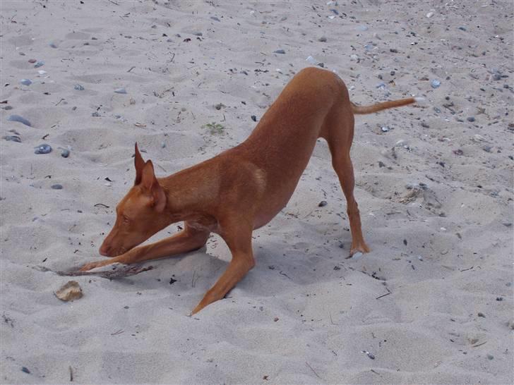 Pharaohound beate - lege nu med mig billede 14