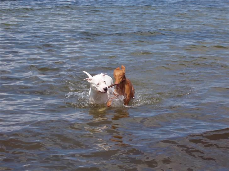 Pharaohound beate - det er også en stor pind vi hjælper hinanden billede 15