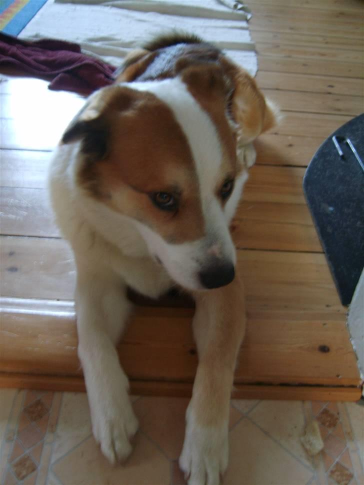 Islandsk fårehund Bastian billede 6