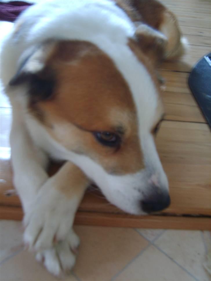 Islandsk fårehund Bastian billede 7