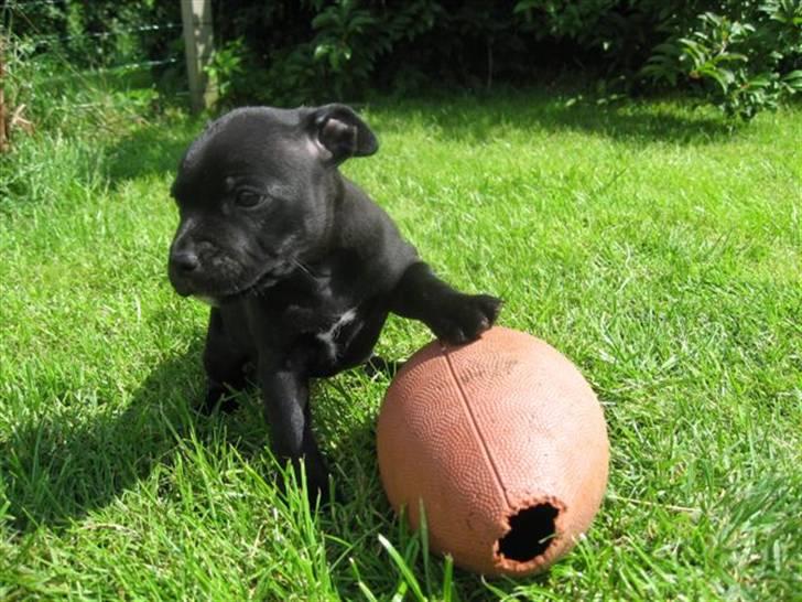 Staffordshire bull terrier Cino - Hva, skal vi spille? billede 10