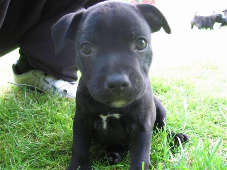 Staffordshire bull terrier Cino - Hvis jeg nu poserer lidt, synes i så jeg er dygtig?? billede 17