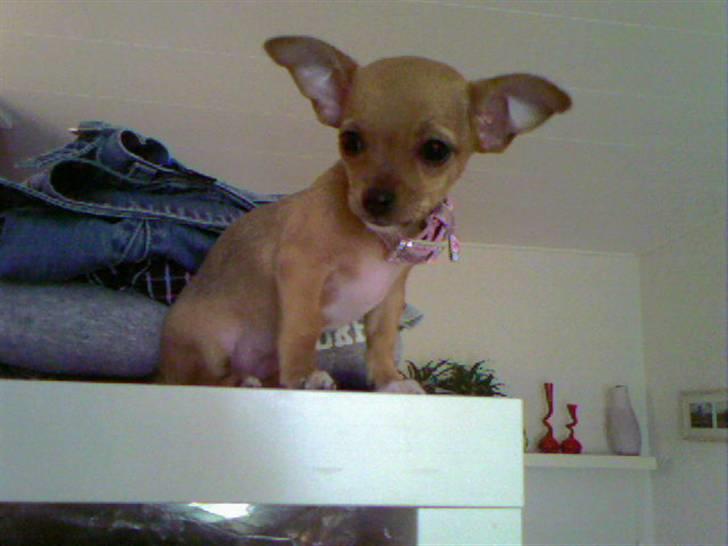 Chihuahua Lucky Luka billede 13