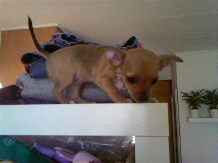 Chihuahua Lucky Luka billede 14