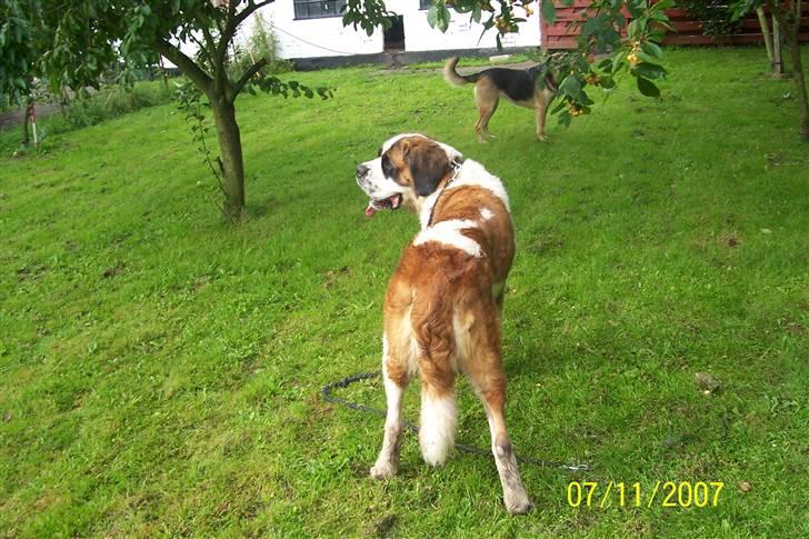 Sankt bernhardshund Lærke billede 2