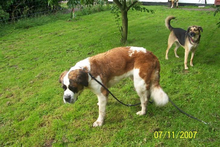 Sankt bernhardshund Lærke billede 3