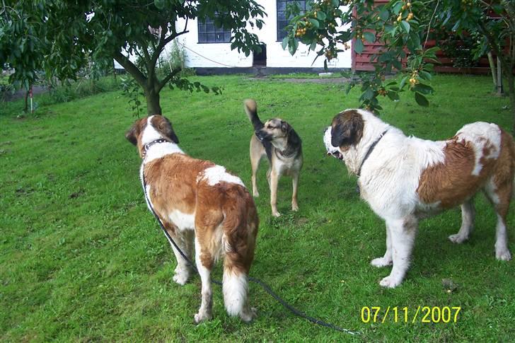 Sankt bernhardshund Lærke billede 4