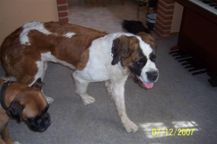 Sankt bernhardshund Lærke billede 5