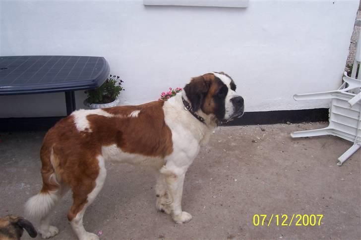 Sankt bernhardshund Lærke billede 6