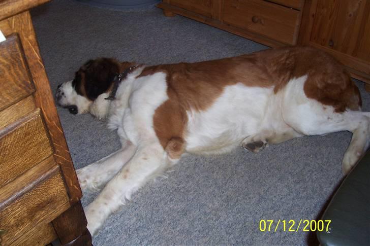 Sankt bernhardshund Lærke billede 7