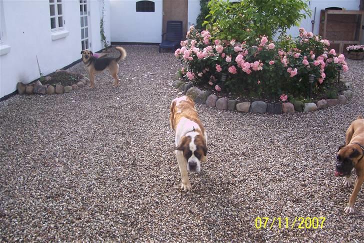 Sankt bernhardshund Lærke billede 8