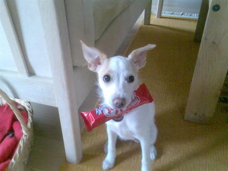 Dansk svensk gaardhund Maggie billede 9