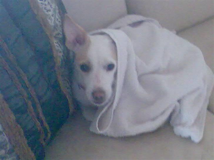 Dansk svensk gaardhund Maggie billede 10