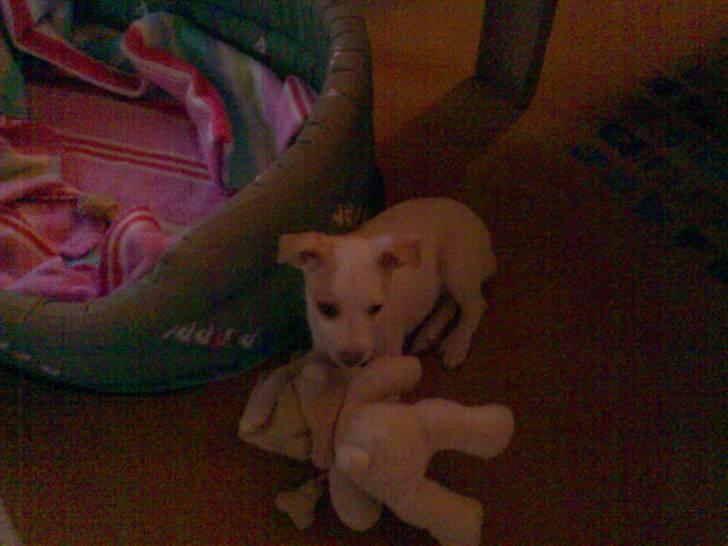 Dansk svensk gaardhund Maggie billede 11