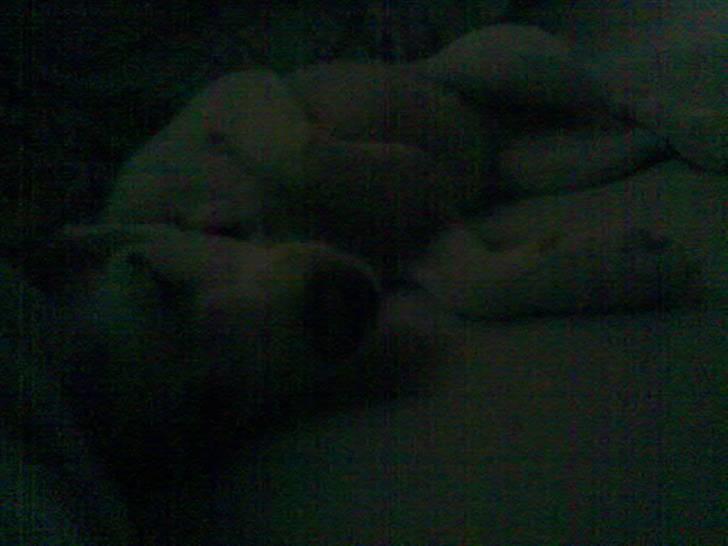 Dansk svensk gaardhund Maggie billede 12