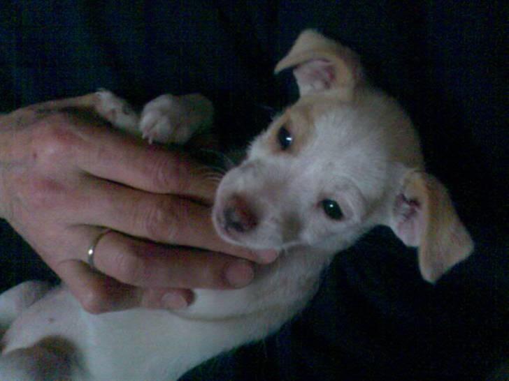 Dansk svensk gaardhund Maggie billede 13