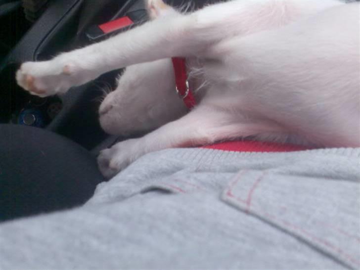 Dansk svensk gaardhund Maggie billede 14