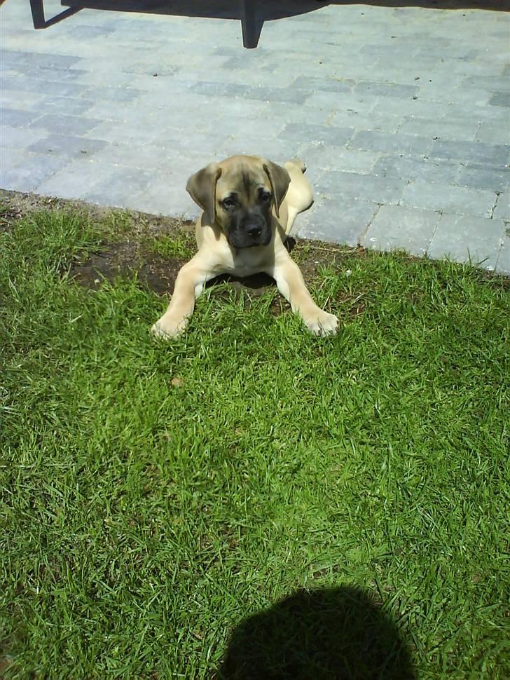 Bullmastiff Charlie(Chandler Bing ) - Lille mig i den store verden billede 8
