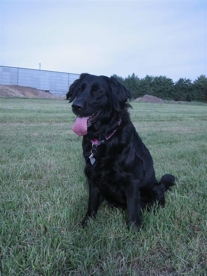 Labrador retriever Stella - Velkommen til min profil :) billede 1