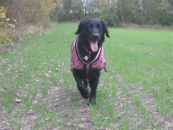 Labrador retriever Stella billede 2