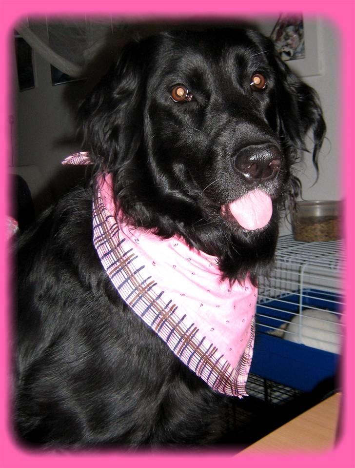 Labrador retriever Stella billede 3