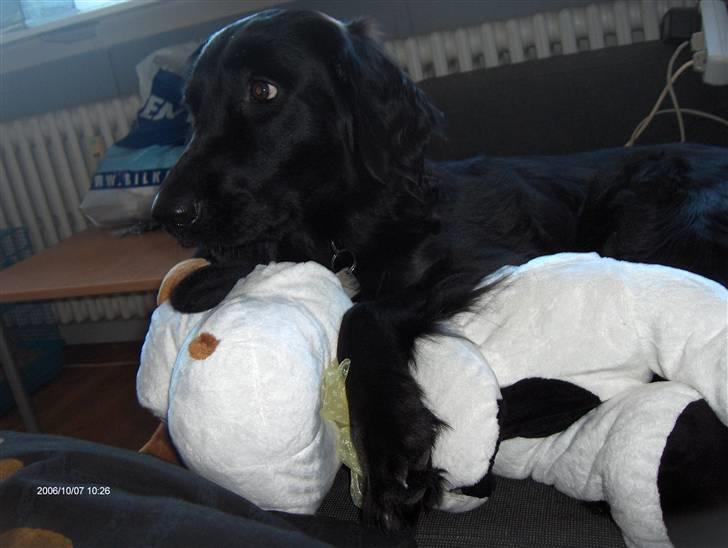 Labrador retriever Stella - Min bamse :) billede 4