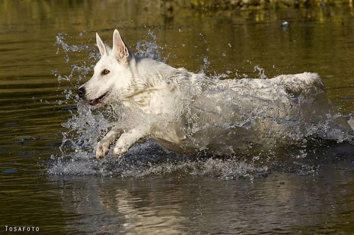 Hvid Schweizisk Hyrdehund Egeborg's White Buffy billede 17