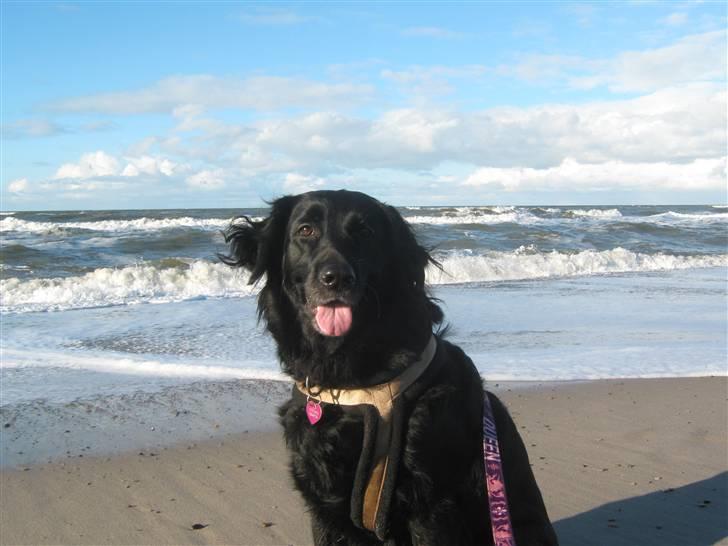 Labrador retriever Stella - Stella på stranden for første gang billede 5