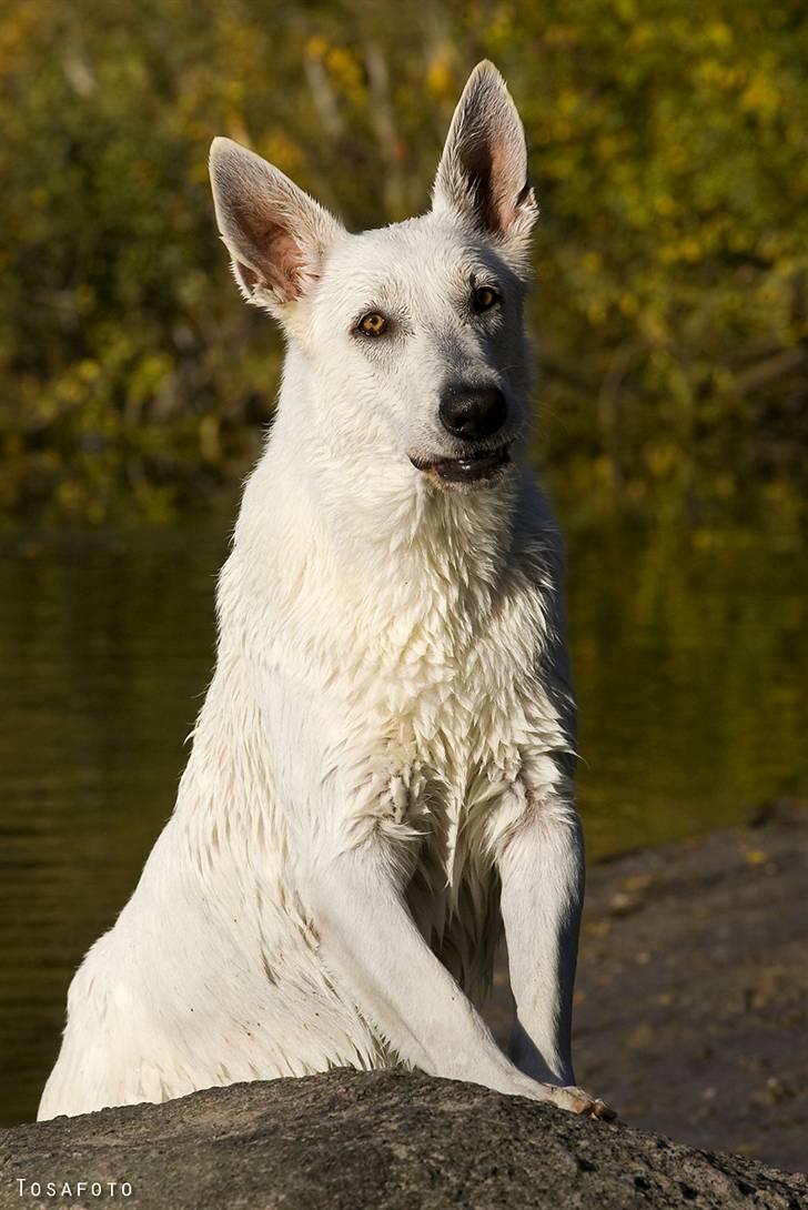 Hvid Schweizisk Hyrdehund Egeborg's White Buffy billede 18