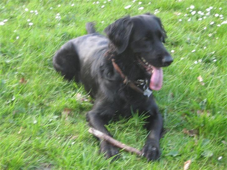 Labrador retriever Stella billede 6